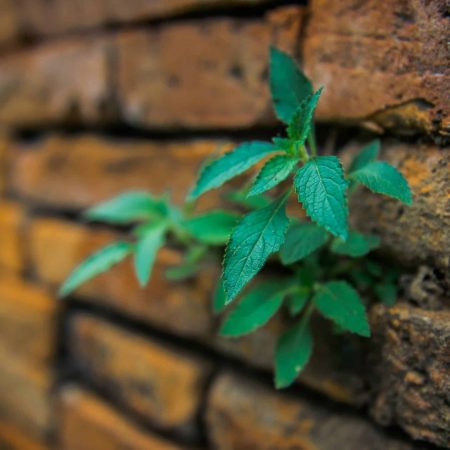 pflanze aus mauer